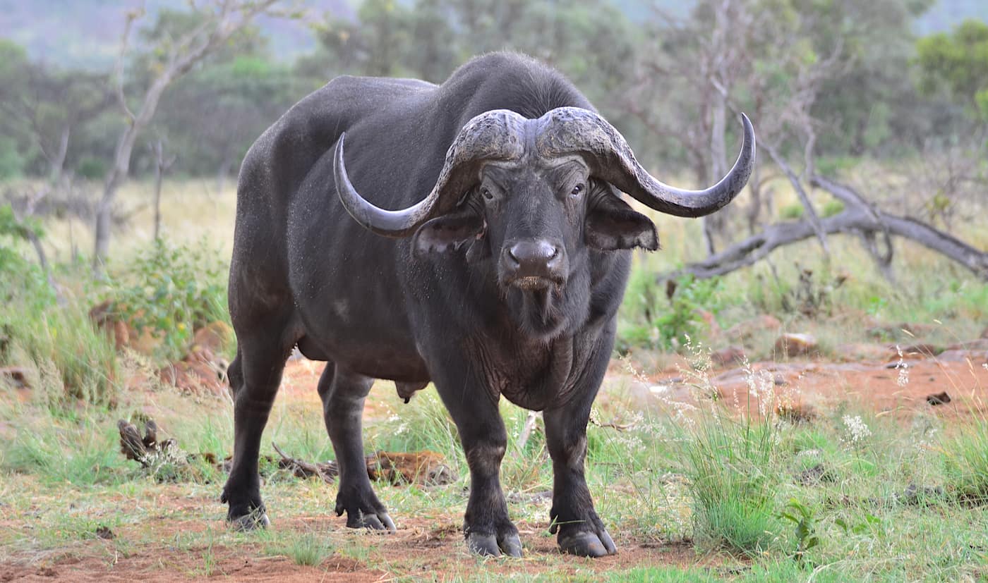 Buffalo bull in the Waterberg bushveld